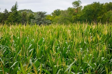 Vue sur un champs de maïs en floraison