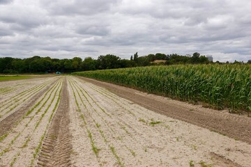 Fototapeta na wymiar Champ de semis sec et champ de maïs par temps très nuageux