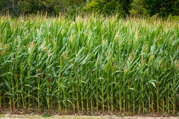 Champ de plants de maïs en floraison