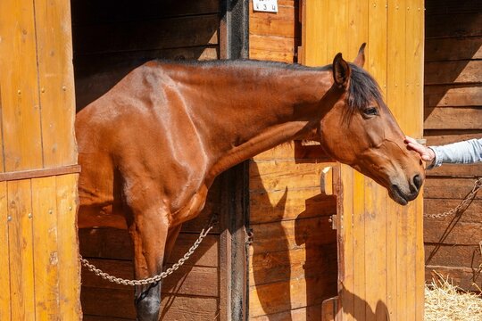 Un beau cheval marron &agrave; l'&eacute;curie et se faisant caresser le chanfrein