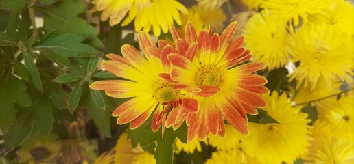 Obraz premium Brown Yellow Chrysanthemum Flowers Blooming on Flowers Background