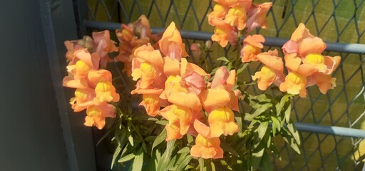 Orange Wonder Snapdragon Flowers on Nature Background