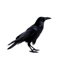 Fototapeta premium crow isolated on a white or transparent background