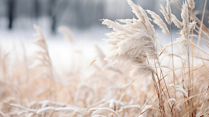 Dried grass covered in snow - Powered by Adobe