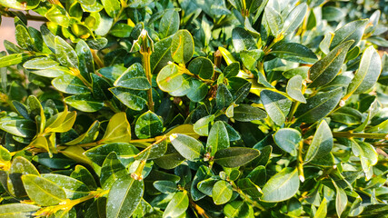 beautiful green boxwood. Woody plant, species of the genus Boxwood of the Boxwood family.