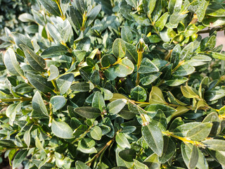 beautiful green boxwood. Woody plant, species of the genus Boxwood of the Boxwood family.