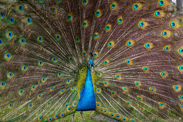 Obraz premium Pavos reales en el Parque de los Pinos en Plasencia 