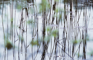 reed grass reflecting in the water in harmonic structure and green blurred plant dots in foreground