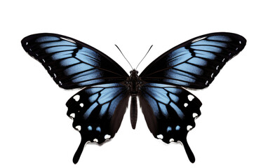 Fototapeta premium Blue and Black Butterfly. A blue and black butterfly stands on a Transparent background, displaying its vibrant colors.