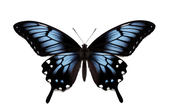Blue and Black Butterfly. A blue and black butterfly stands on a Transparent background, displaying its vibrant colors.