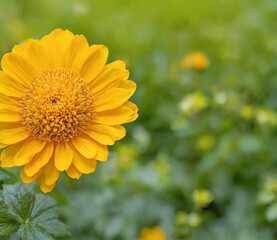 Obraz premium The image could be named Yellow Flowers Blooming in the Garden