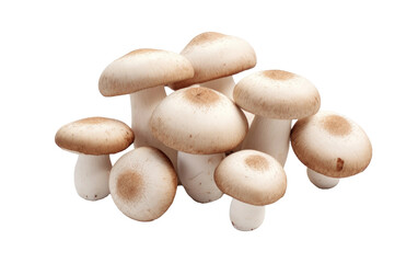 Fototapeta na wymiar A Pile of Mushrooms. A stack of various mushrooms on a clean Transparent background.