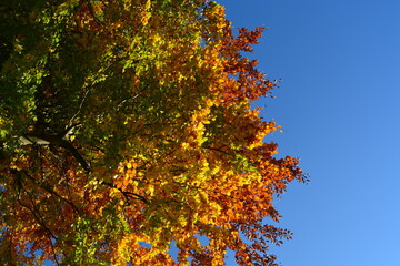 Herbstbaum