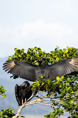 Red-headed Hen with open wings