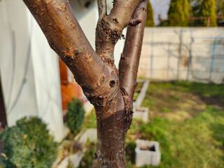 tree trunk in spring. trees in spring. bark and wood texture.