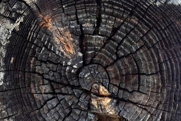 Fototapeta premium Old tree log texture. Rural background. Selective focus