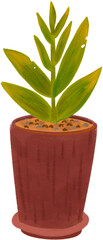 plant