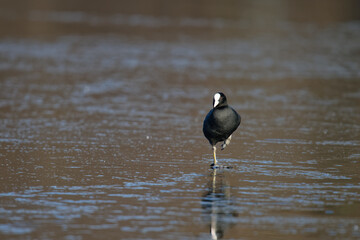 Foulque macroule - Fulica atra
