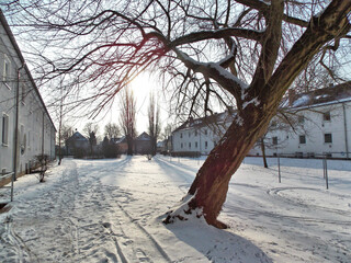 Baum im Gegenlicht