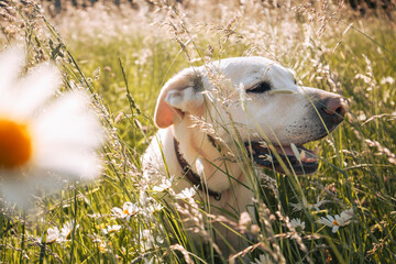Cute dog lying in grass on summer meadow. Portrait of happy labrador retriever during summer day..