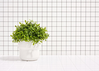A green beautiful plant in a white pot stands on the table. Copy space for text.