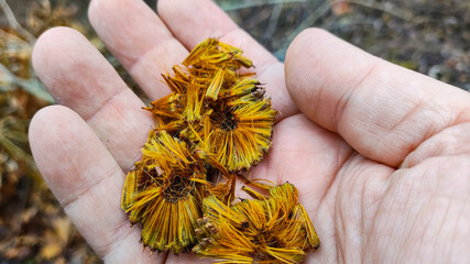 round tree seeds. unusual plant seeds. Acerifolia, or hybrid plane, family Platanaceae. Autumn yellow dry leaves, outdoors.