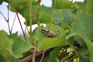 Grasshopper to the green vine leaf.A Roesel`s Bush-cricket Metrioptera roeselii perched on the edge of a leaf.