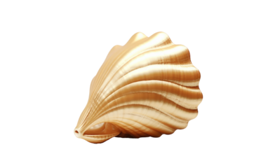 Close Up of Shell. A detailed view of a shell captured close up showcasing its intricate patterns and textures, placed on a plain Transparent background.