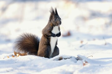 A squirrel with snow in the background. Winter landscape.  Lesopark Štěpánka, Mladá Boleslav, Czech republic.     