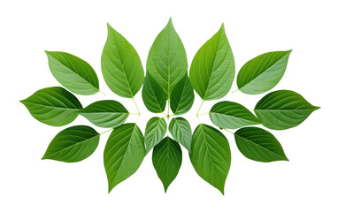 Obraz premium Group of Green Leaves Arranged in a Circle. A close up photo showcasing a circle formation of vibrant green leaves.