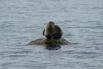Fototapeta premium Seehund auf Rügen