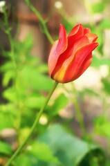 Colorful tulip with nature background
