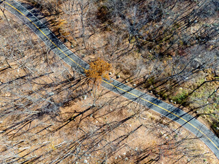Road through the autumn forest. Aerial top view forest