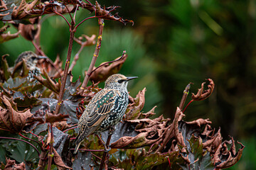 Starling on branch of tree in the garden