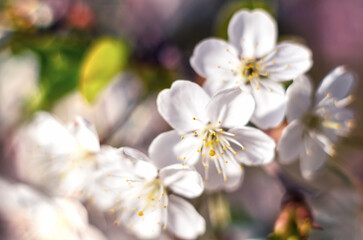 Spring floral background. Branches of cherry blossoming, sakura with white flowers, soft focus