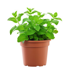 fresh green mint bush growing in a pot, isolated on transparent background