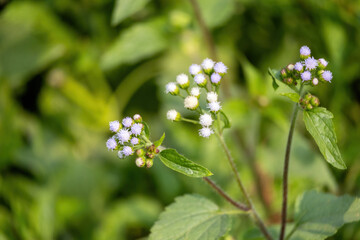 Tropical whiteweed or Billygoat weed (Ageratum conyzoides) is regarded as an environmental weed. This species is a common weed of disturbed sites, waste areas, roadsides, gardens, pastures, and crops.