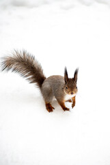 squirrel on the snow during the winter in the forest