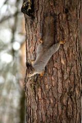 squirrel on a tree branch during the winter in the forest