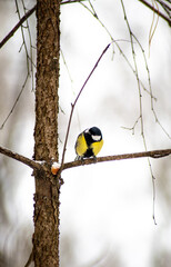 a titmouse bird, great tit on a tree branch in the winter forest