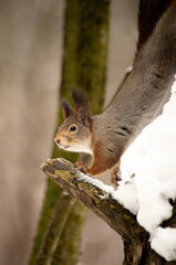Naklejka na ściany i meble squirrel on a tree branch during the winter in the forest