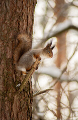 squirrel on a tree branch during the winter in the forest