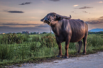 A Vietnamese water buffalo, standing at the edge of a paddy field, at sunset - obrazy, fototapety, plakaty
