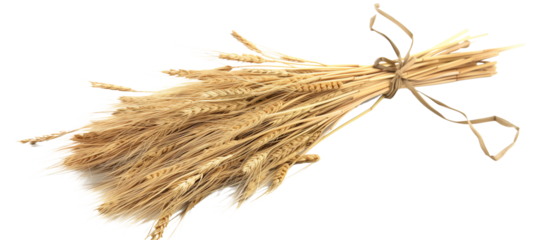 bunch dry ripe autumn spikelets of wheat, isolated on transparent background