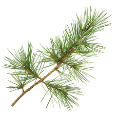 Fototapeta premium pine branch with needles,hor, branch with needles,horizontal, isolated on transparent background