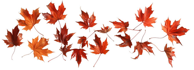 scattered autumn dry orange maple leaves, isolated on transparent background