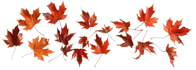 scattered autumn dry orange maple leaves, isolated on transparent background