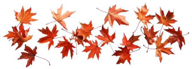 scattered autumn dry orange maple leaves, isolated on transparent background