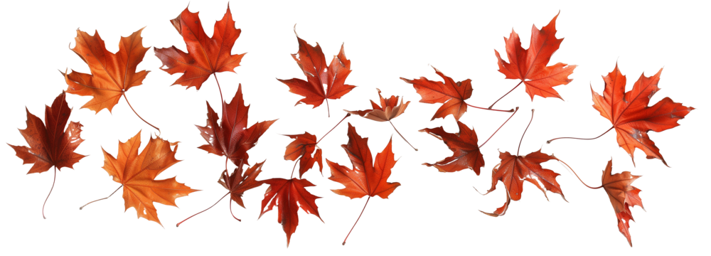 scattered autumn dry orange maple leaves, isolated on transparent background