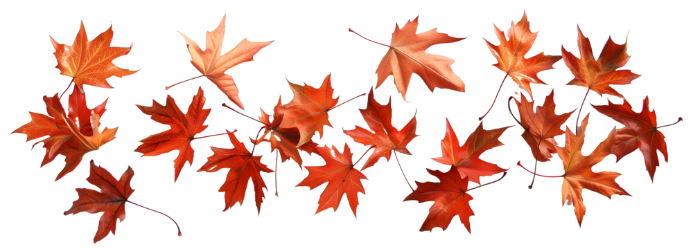scattered autumn dry orange maple leaves, isolated on transparent background
